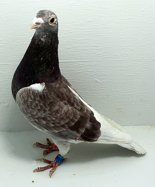 Band: 6855 IPB B 2025